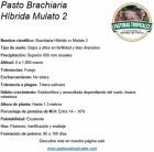 Ficha técnica pasto Mulato 2 proteína digestibilidad y adaptación en Colombia
