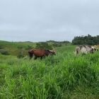 Semilla pasto mulato 2 - Imagen 3