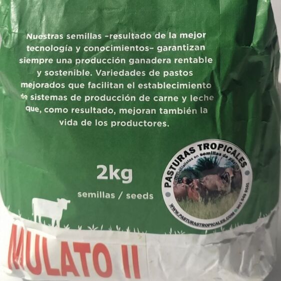 Semilla recubierta incrustada de Brachiaria híbrida Mulato 2 lista para siembra