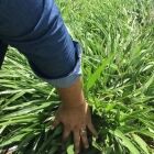 Semilla pasto mulato 2 - Imagen 2