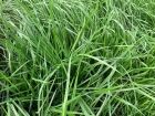 Semilla de pasto Ryegrass Aubade - Imagen 3