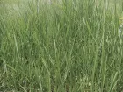 diferencias entre pasto Llanero y humidicola