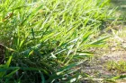 semilla-pasto-paiaguas