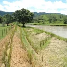 Pasto vetiver control erosión en rios