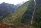 pasto vetiver talud