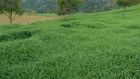 Un cultivo de pasto tifton-85