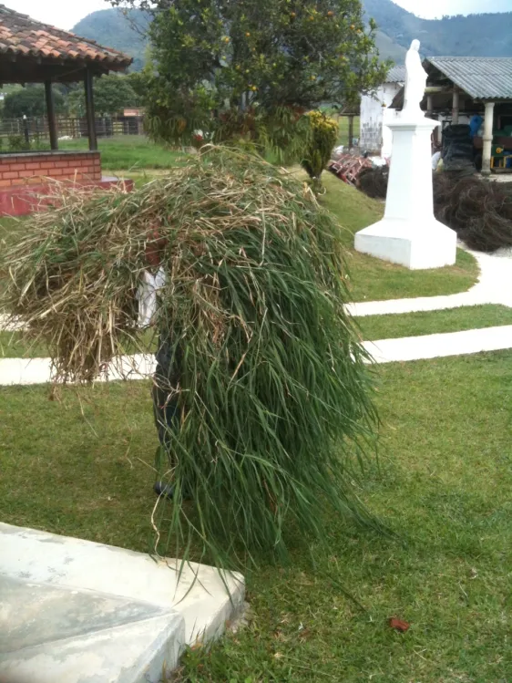 Estolones maduros de pasto tifton