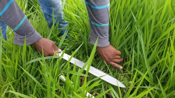 Costo establecimiento Brachiaria decumbens por hectárea Colombia 2026
