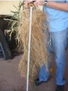 Sistema de raíz profunda de pasto Mulato 2 resistente a sequía en suelo colombiano