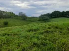 Pasto Mulato 2 en Caucasia Antioquia — ganadería de doble propósito clima caliente