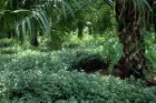 Desmodium maquenque palma aceite