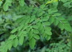 moringa oleifera para ganado