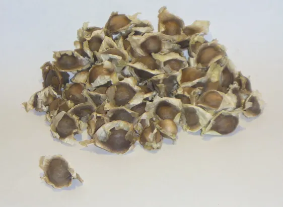 Semilla de Moringa oleifera para ganado - Pasturas Tropicales